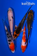 PACK OF (5) 3.75-5" STANDARD KOI
