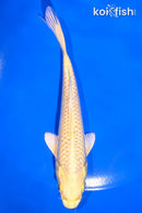 5.5" YAMABUKI OGON