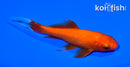 5" COMET GOLDFISH