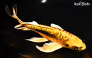 9.25" BENI KIKOKURYU BUTTERFLY