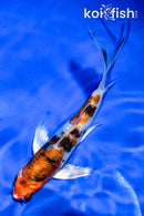 5" HEISEI NISHIKI BUTTERFLY