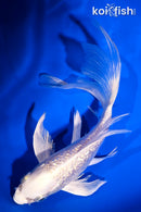 6.5" GINRIN PLATINUM OGON BUTTERFLY