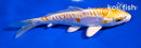 4.5" DOITSU LEMON HARIWAKE