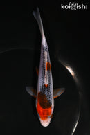 6" GOSHIKI