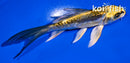 4.5" KIN KIKOKURYU BUTTERFLY