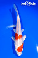 7" HARIWAKE