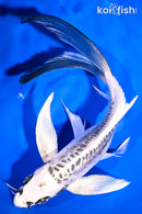 8.25" KIKOKURYU BUTTERFLY