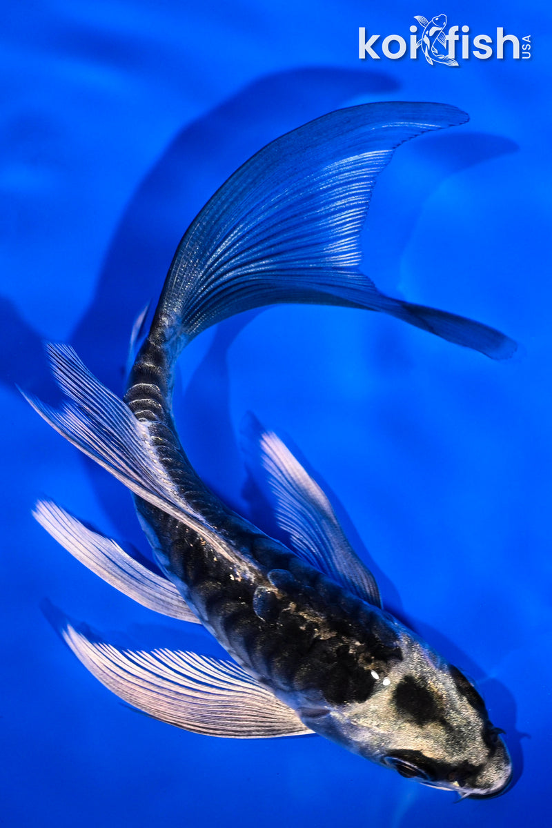 5.5" KIKOKURYU BUTTERFLY