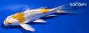4.5" GINRIN LEMON HARIWAKE BUTTERFLY