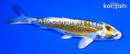 6" KIN KIKOKURYU