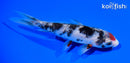 5.75" BENI MATSUKAWABAKE