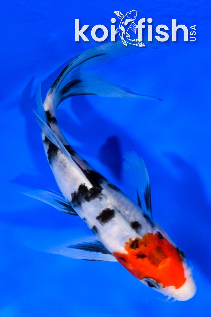 7" SANKE BUTTERFLY