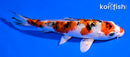 6" GINRIN YAMATO NISHIKI