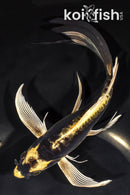 8.25" KABUTO BUTTERFLY