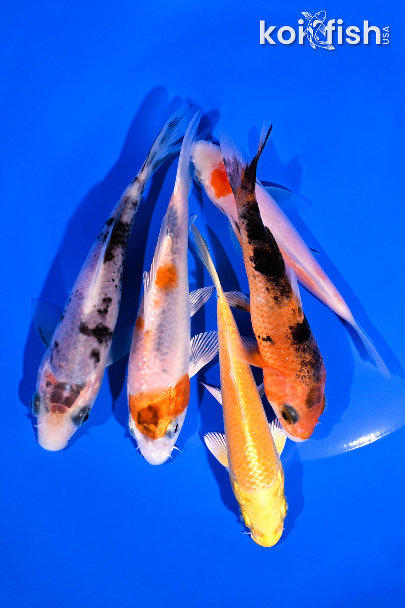 PACK OF (5) 3.5-4.5" STANDARD KOI
