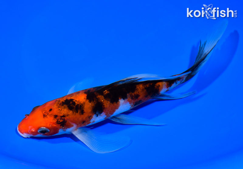 7.5" SANKE BUTTERFLY