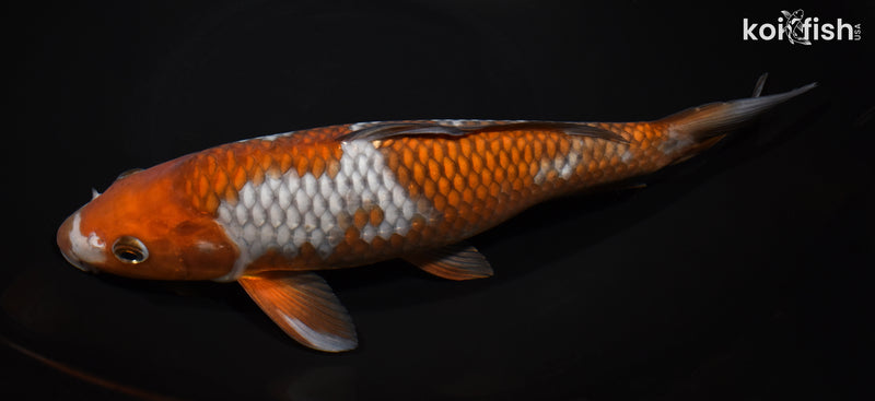 11.5" OCHIBA SHIGURE