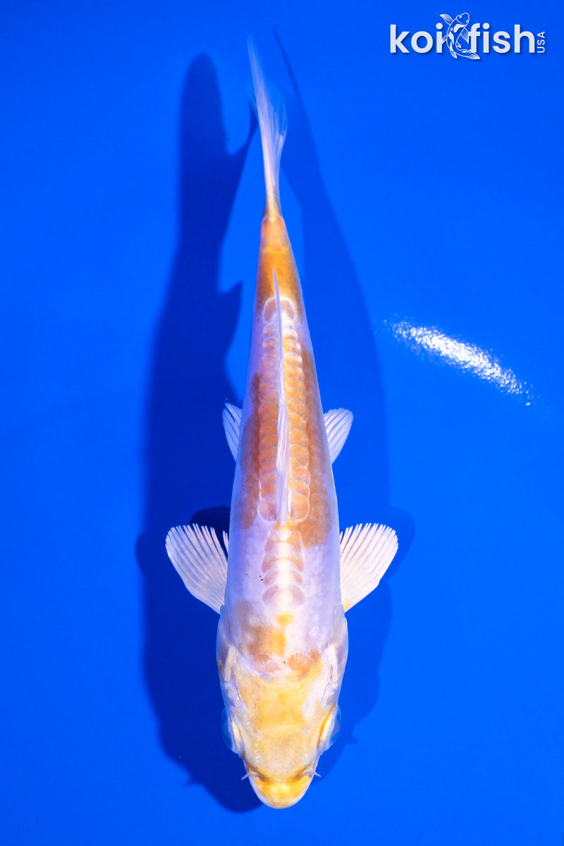 5" DOITSU LEMON HARIWAKE