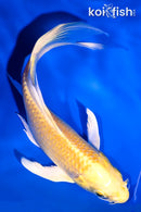 5.25" YAMABUKI OGON BUTTERFLY