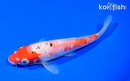 5.75" DOITSU GOSHIKI