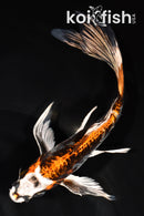 7.75" ARAGOKE BENI KIKOKURYU BUTTERFLY