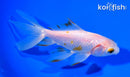 5.75" WATONAI GOLDFISH
