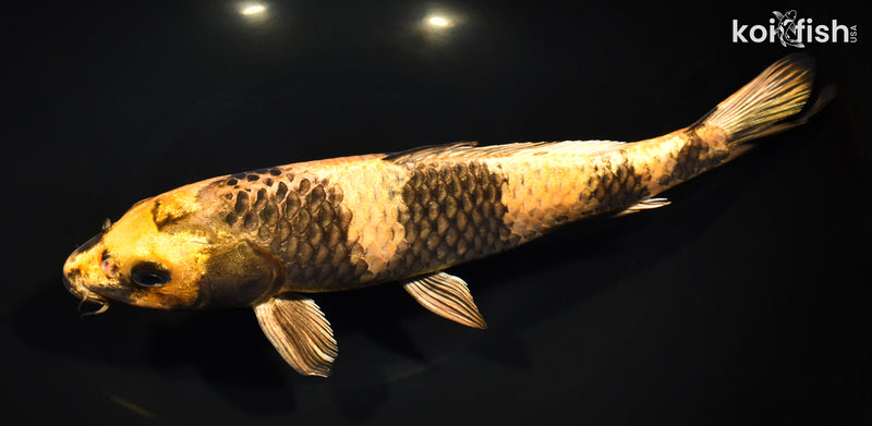 11.5" KIN KI UTSURI
