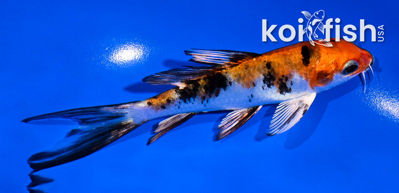 4.5" GINRIN YAMABUKI OGON