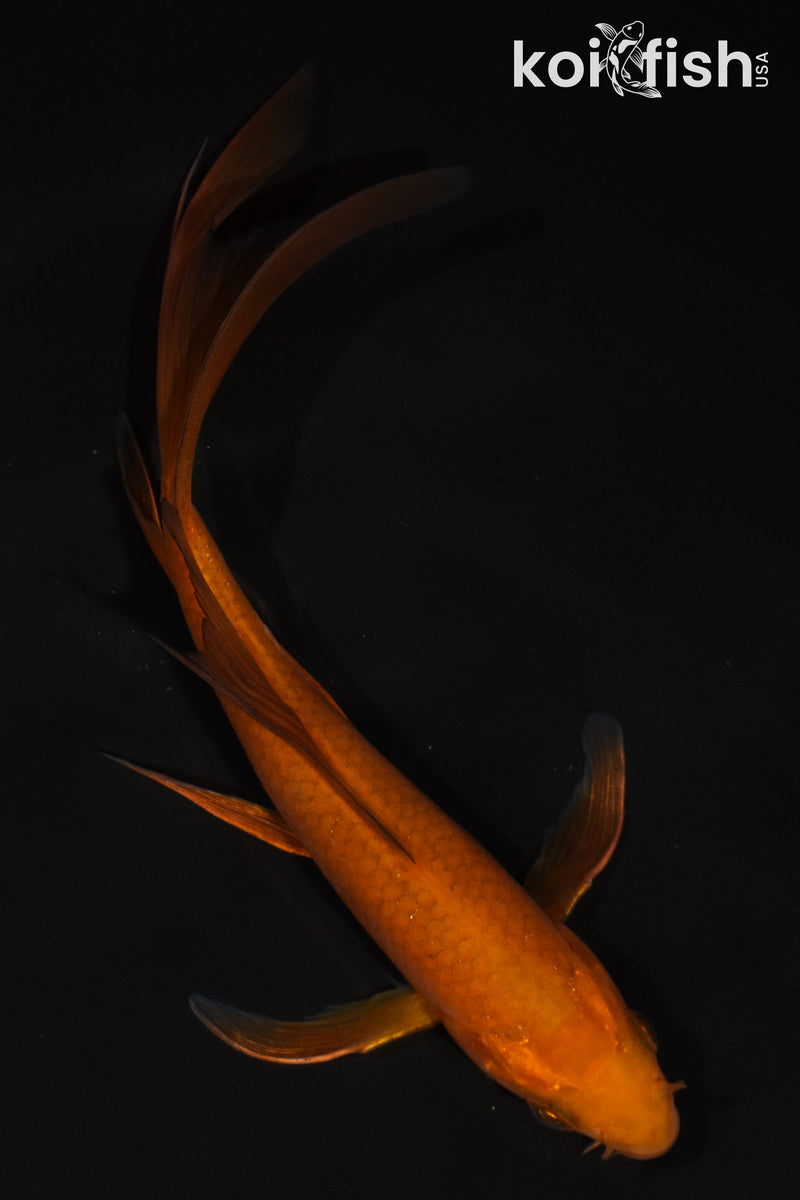 5.5" CHAGOI BUTTERFLY