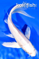 8.25" PLATINUM OGON BUTTERFLY