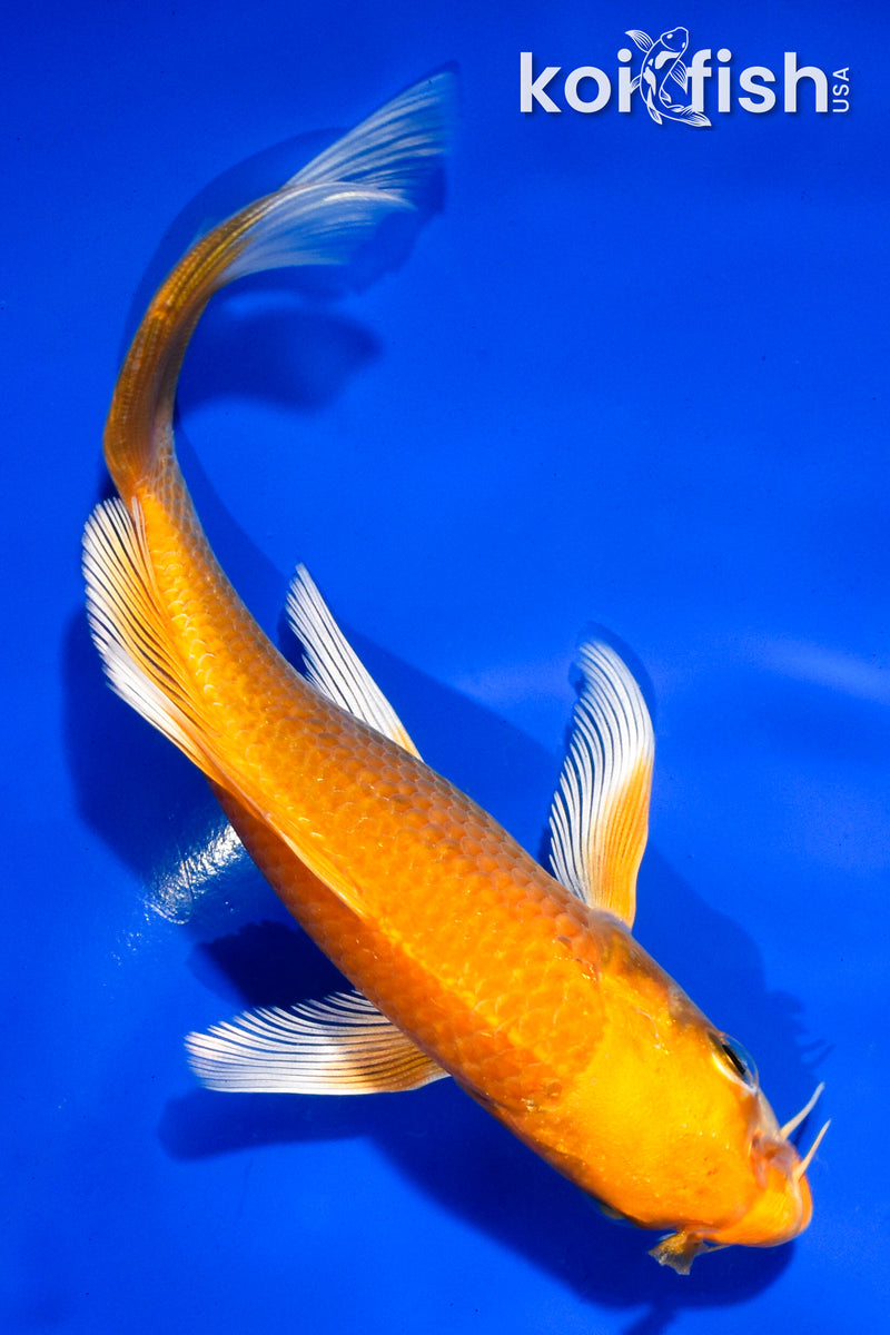 5.5" ORENJI OGON BUTTERFLY