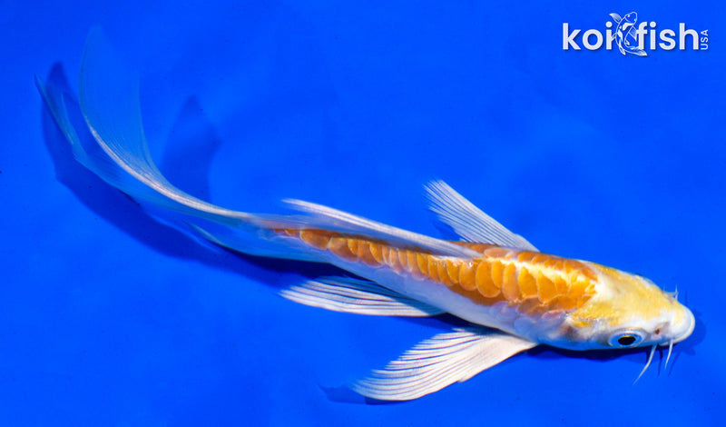 5.5" DOITSU HARIWAKE BUTTERFLY