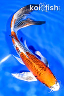 7.5" KUJAKU BUTTERFLY