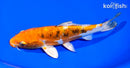 7.25" LEATHER HEISEI NISHIKI