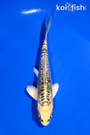 4.5" KIN KIKOKURYU