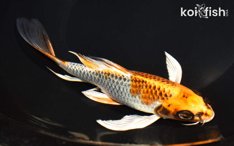 7.25" KUJAKU BUTTERFLY