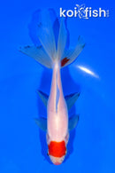 5.75" MARUTEN KUCHIBENI WAKIN GOLDFISH