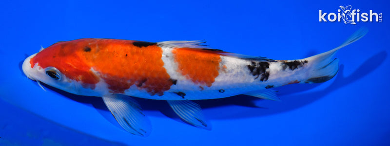 7.5" SANKE