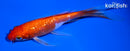 5.5" GINRIN KOHAKU BUTTERFLY