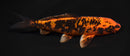 6.5" ORENJI MATSUBA