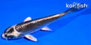 4.5" GINGA