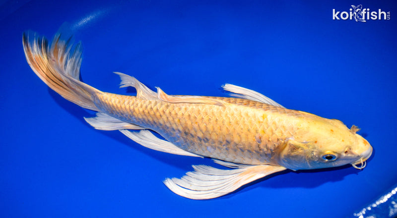 15.75" YAMABUKI OGON BUTTERFLY