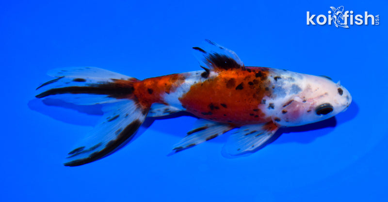 5.5" CALICO WATONAI GOLDFISH