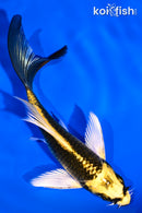 5" KI MATSUBA BUTTERFLY