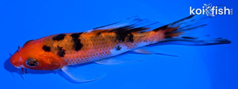 4.75" AKA SANKE BUTTERFLY