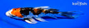 6.25" ARAGOKE HEISEI NISHIKI BUTTERFLY