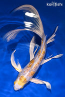 10.75" GINRIN LEMON HARIWAKE BUTTERFLY