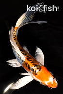 6.75" DOITSU KUJAKU BUTTERFLY