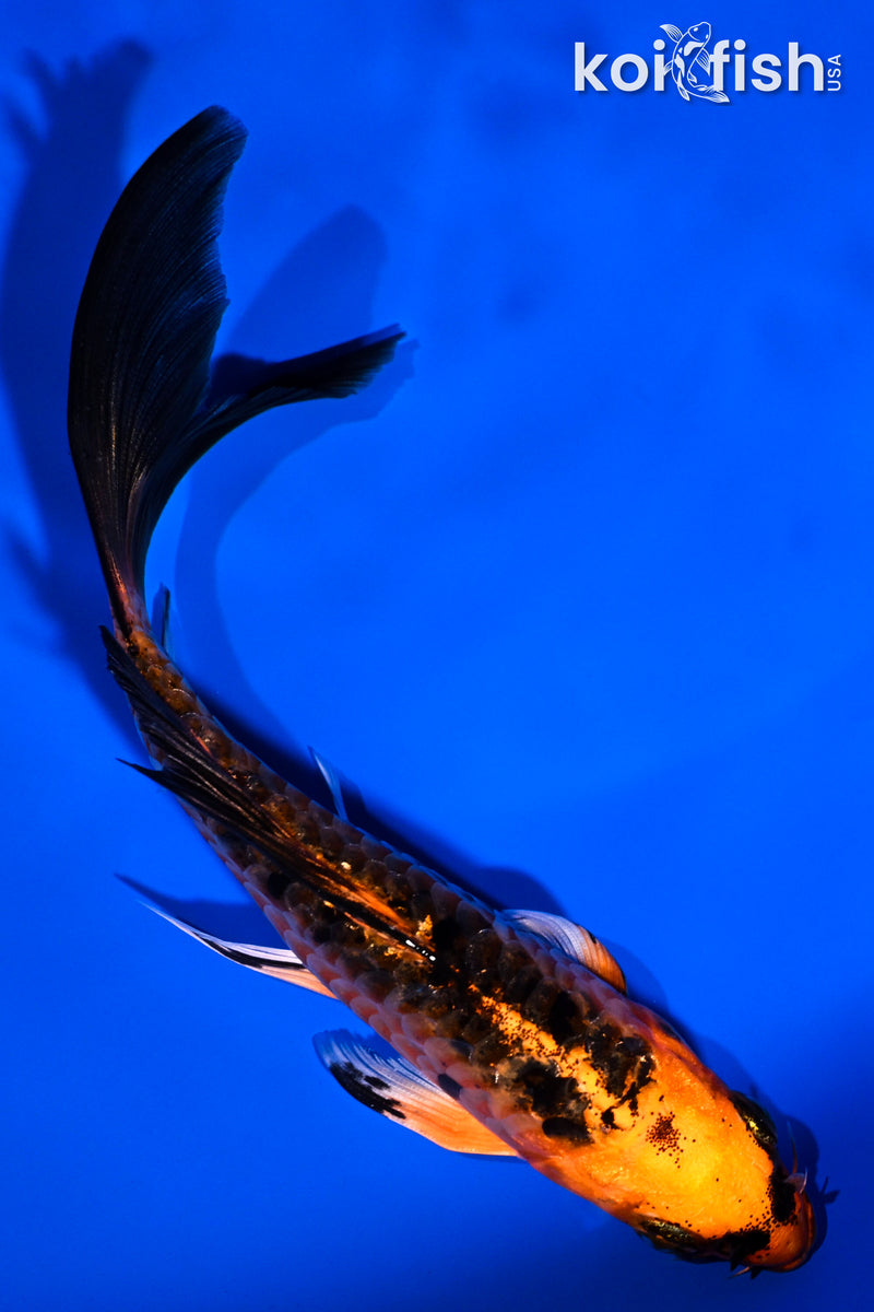 5.25" ORENJI MATSUBA BUTTERFLY