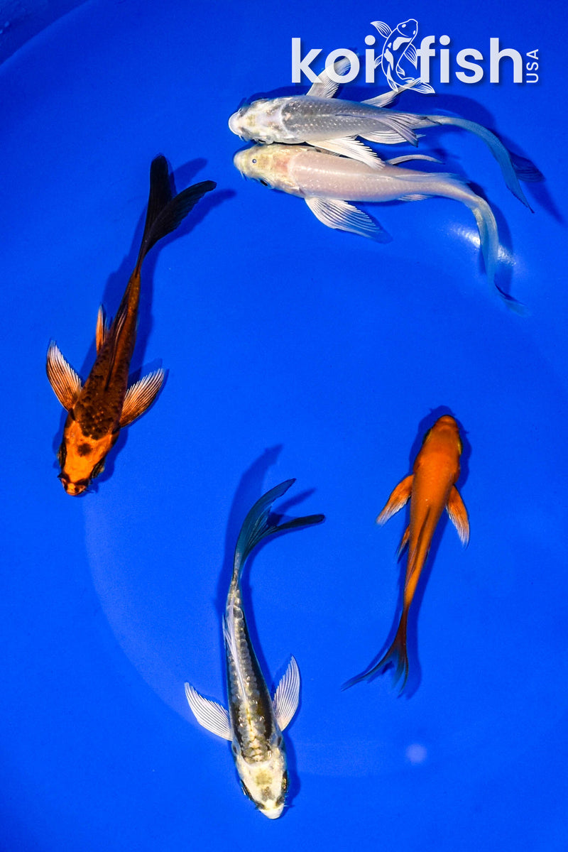 PACK OF (5) 3-4" BUTTERFLY KOI